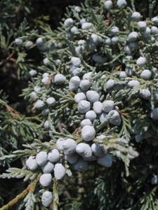 Juniperus spp.